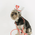 Skærmbillede 2026-01-21 kl. 11.29.41